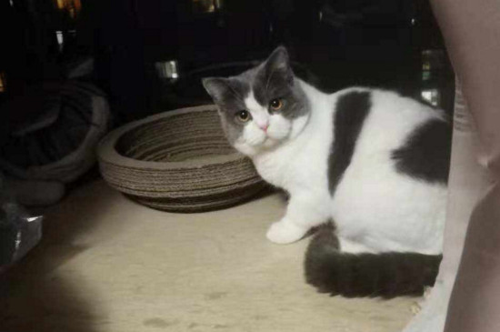 养猫臭吗