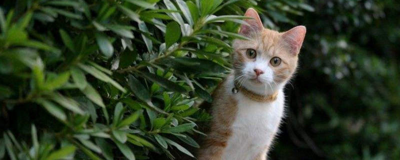 流浪猫一般在什么地方