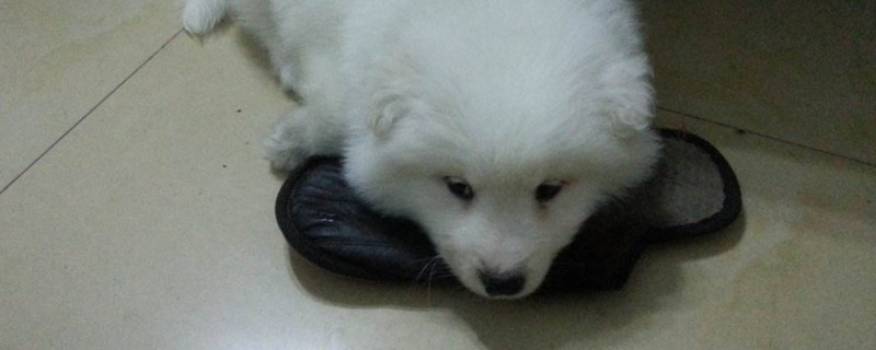 狗瘟怎么治疗