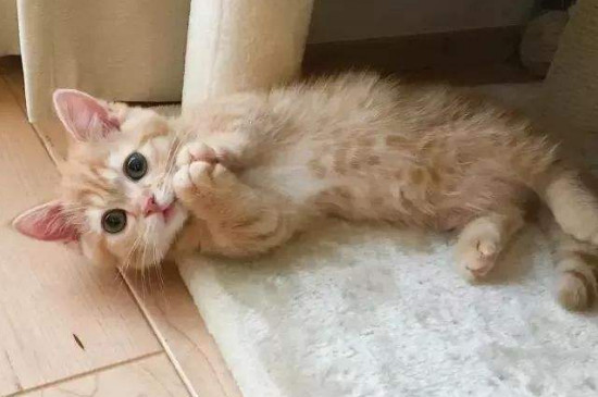没有旧猫粮过度怎么办
