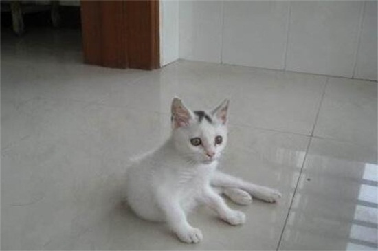 女孩子养猫注意事项