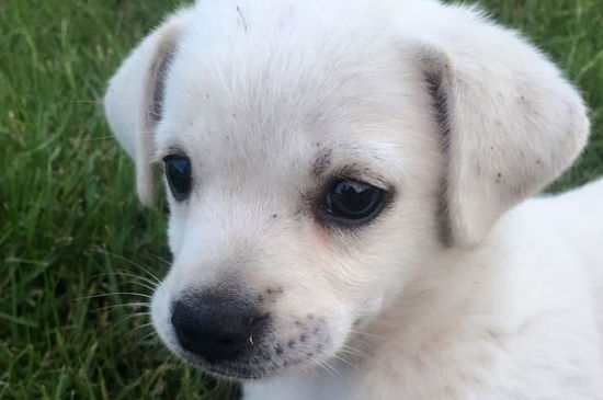 幼犬益生菌一次吃多少