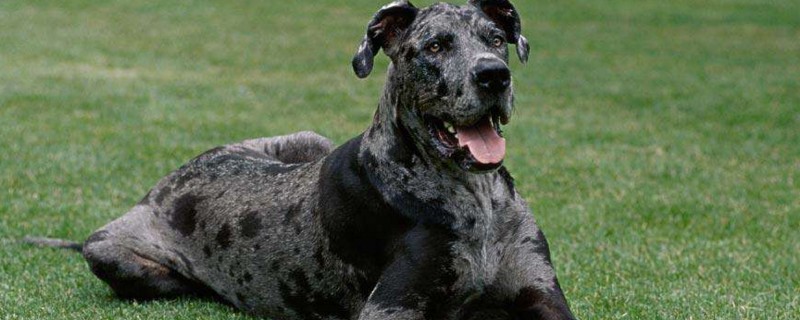 巨型犬体型排名
