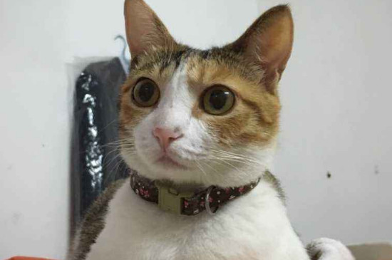 猫咪呕吐拉稀不吃东西
