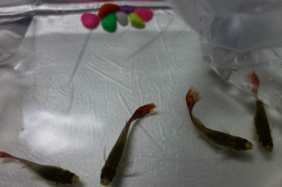 孔雀鱼繁殖前兆