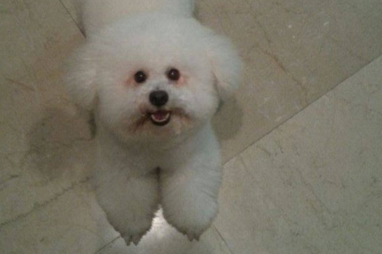 狗狗上火吃什么药