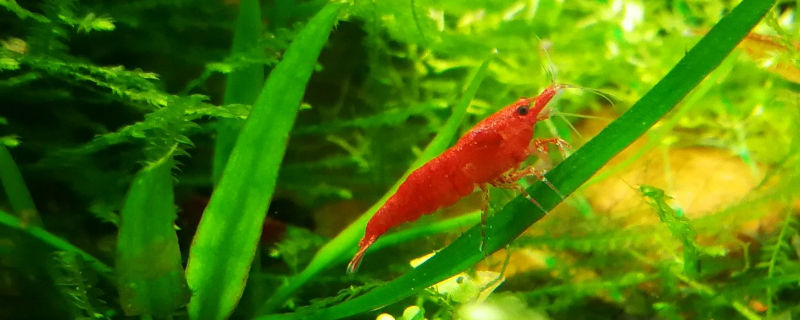 新手养观赏虾需要准备什么