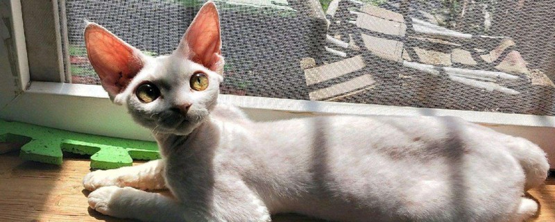 德文卷毛猫换季掉毛吗?