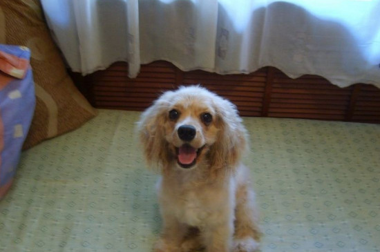 可卡犬要死亡的征兆