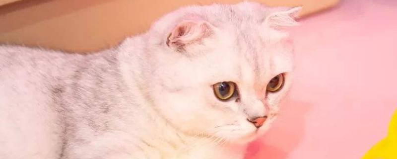 为什么说养猫不吉利