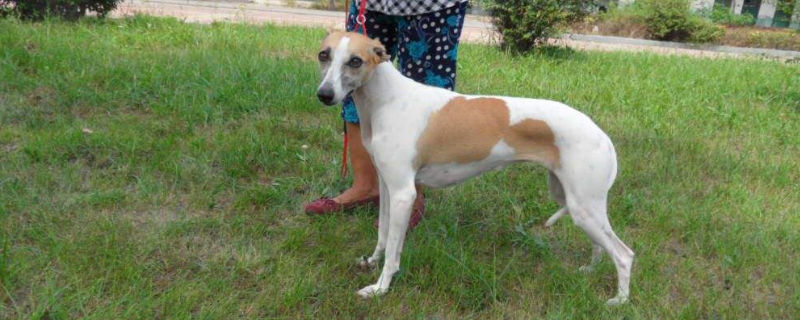 细犬咬人吗