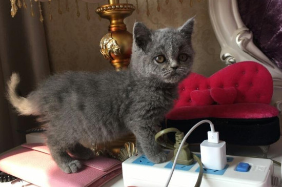 小猫多久打疫苗