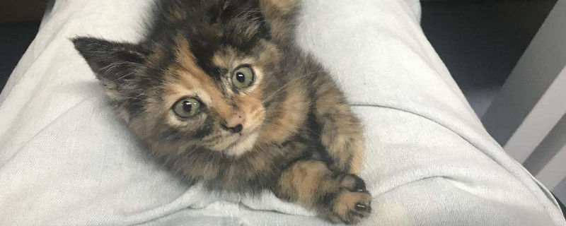 猫驱虫药吃多了一倍