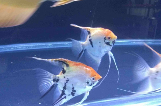如何让燕鱼停止打架