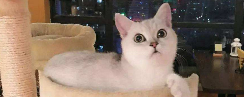 猫咪时不时甩一下头