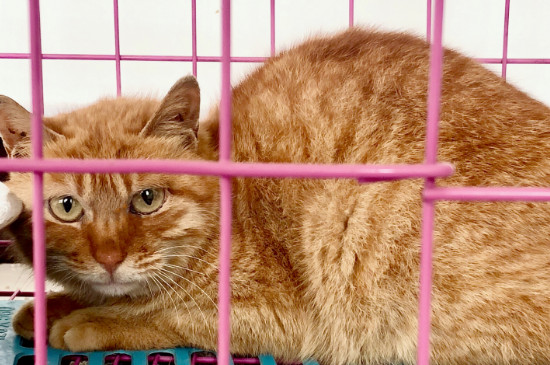 猫脱毛严重怎么回事