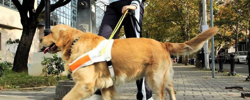 导盲犬为什么不能生育