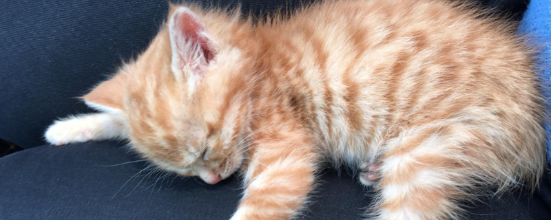 小猫太黏人一走开就叫，猫咪看见主人离开就叫怎么办