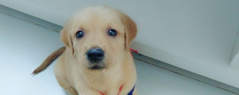 狗狗的腿突然一瘸一拐的