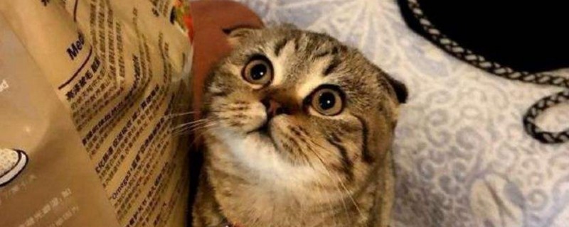 猫能吃瓜子仁吗