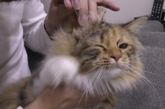 猫耳朵掉毛