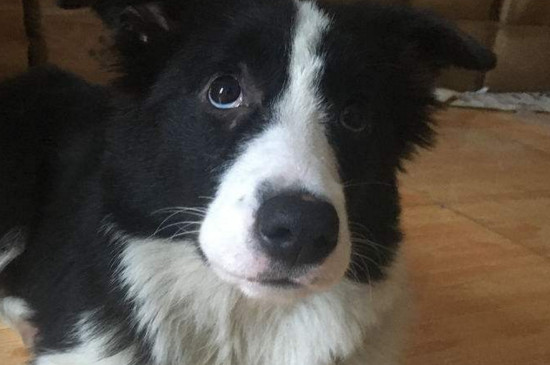 边境牧羊犬的寿命，能活13～14年喂养得当能延长寿命