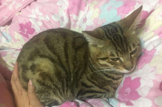 猫挨打以后呼吸急促