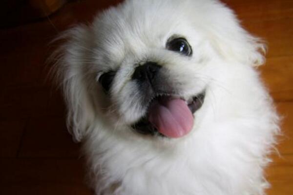京巴犬曾是宫廷的贵族犬，现在却受到嫌弃