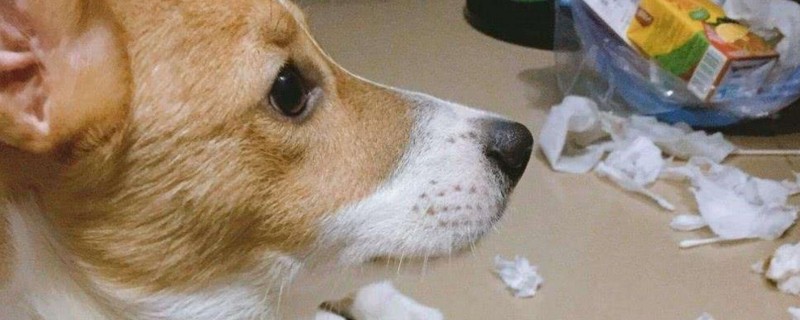狗感冒会互相传染吗