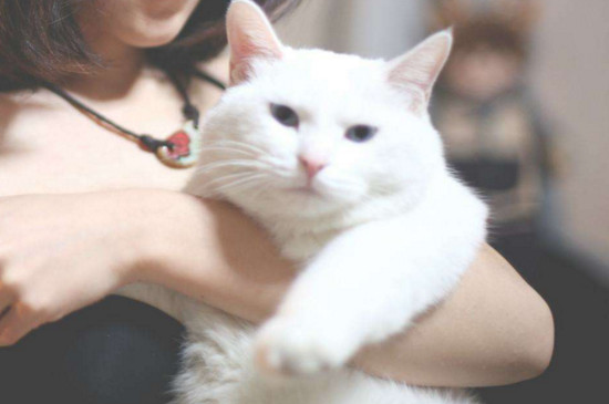 女人养猫的好处