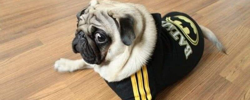 养巴哥犬的禁忌是什么