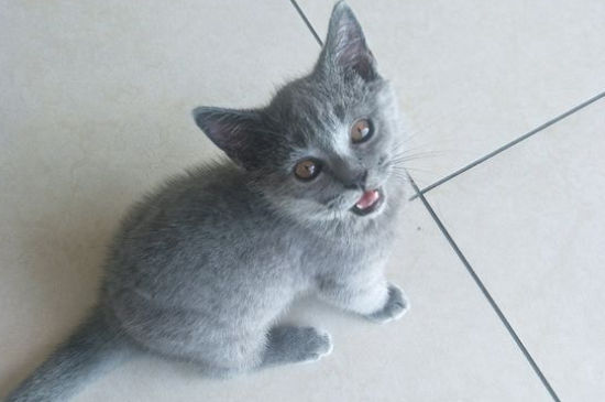猫耳朵片状脱皮