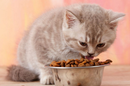 猫吃猫粮吐了