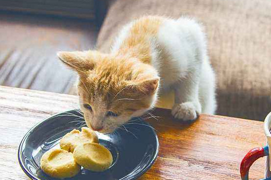 宠物猫能喝酸奶吗