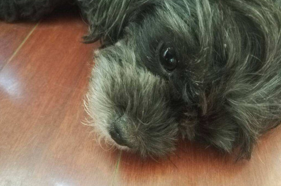 小狗鼻子不通气