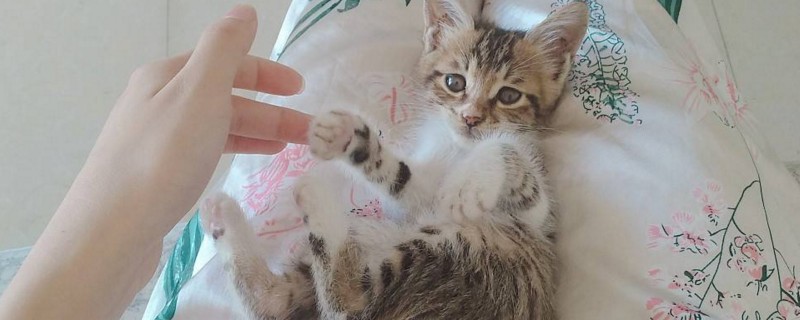 猫吃了桃子怎么办