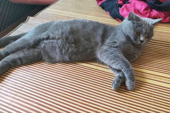 养蓝猫缺点