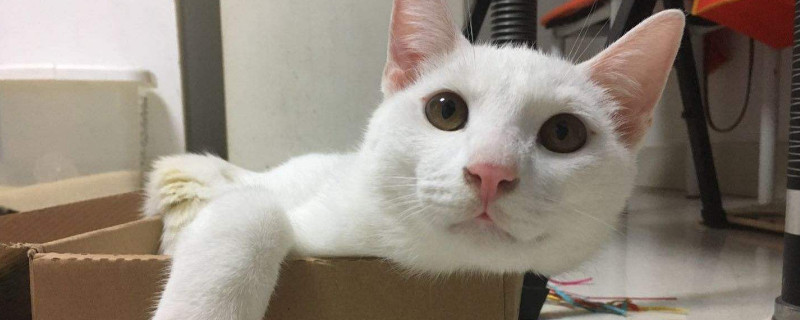 猫抖动身体是怎么回事，猫为什么轻微发抖