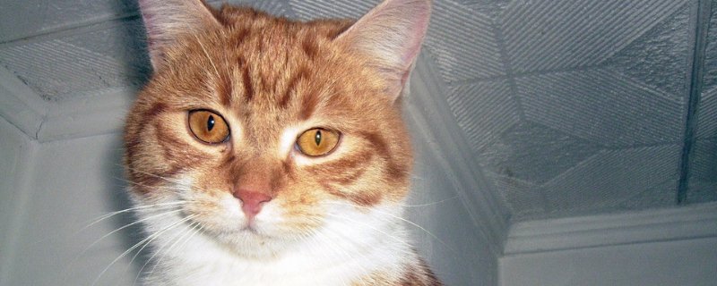 猫咪干呕吐不出来