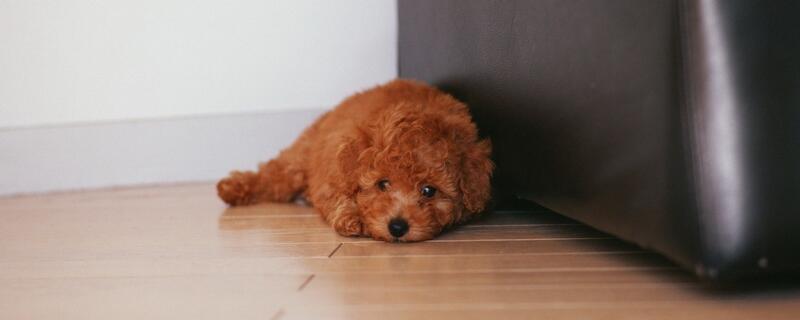 狗狗耳朵有螨虫怎么办
