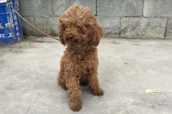 泰迪幼犬多久可以洗澡