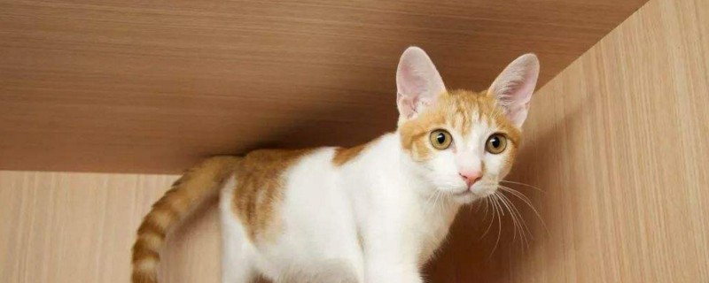 打了一针的猫能洗澡吗