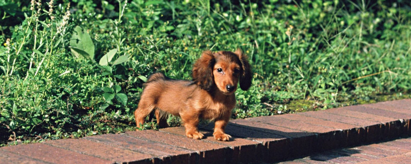 腊肠犬咬人吗