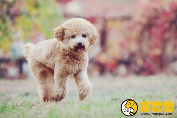 泰迪犬怎样训练比较好，主人的态度非常重要