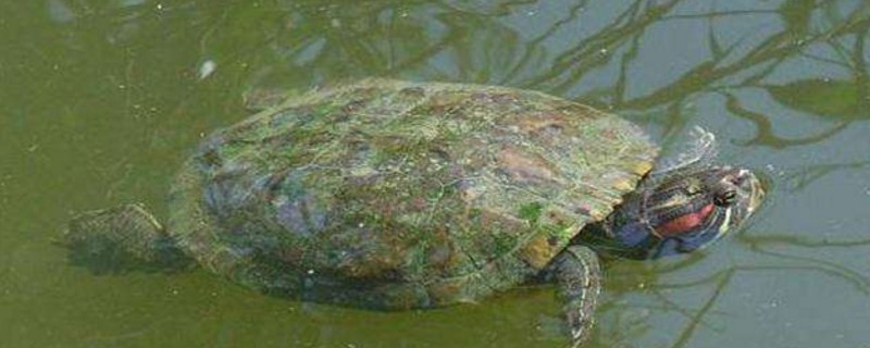 巴西龟干养一夜能死么