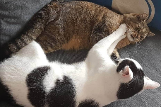 猫咪互相闻是什么意思