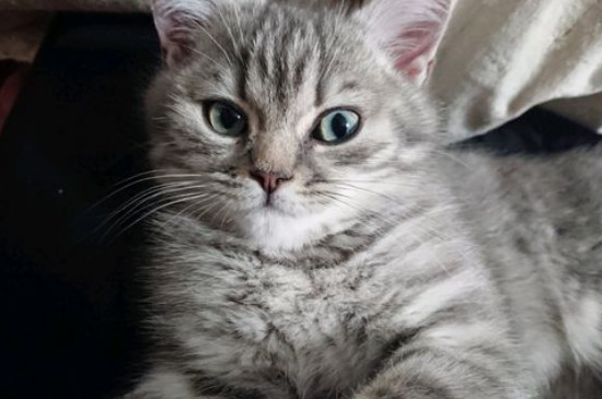 养猫的好处和坏处，养猫久了能变得爱干净但爱花钱