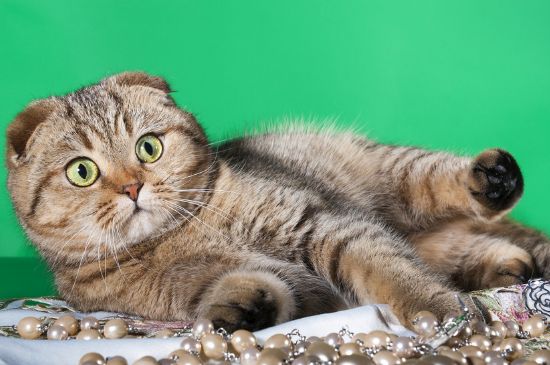 猫突然不吃不喝嗜睡