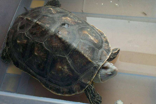 如何判断乌龟肺炎