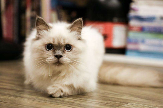 猫为什么会吐一堆黄东西